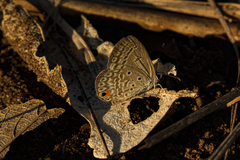 Euchrysops malathana