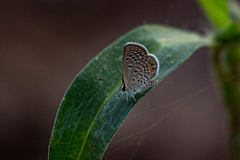 Freyeria trochylus