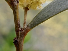 Acacia melvillei