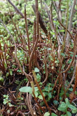 Calyptospora columnaris