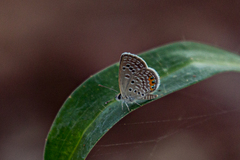Freyeria trochylus