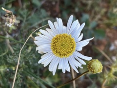Brachyscome dentata