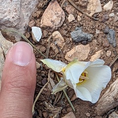 Calochortus ambiguus