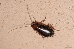 Parcoblatta americana