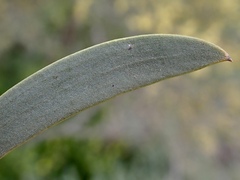 Acacia melvillei