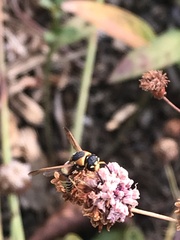 Euodynerus hidalgo