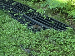 Poliocitellus franklinii