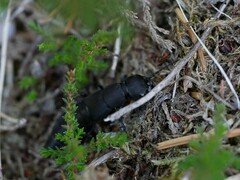 Ocypus olens
