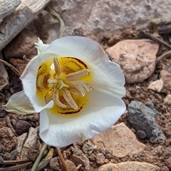 Calochortus ambiguus