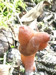 Gyromitra