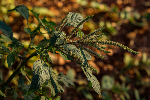 Amaranthus spinosus image