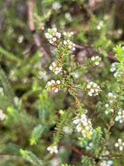 Micromyrtus ciliata