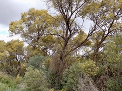 Acacia melvillei