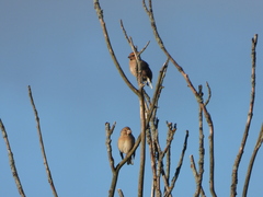 Coccothraustes coccothraustes