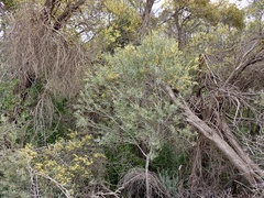 Acacia melvillei