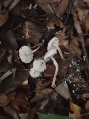 Cystolepiota pulverulenta