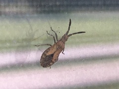 Scolopocerus secundarius