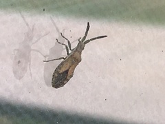 Scolopocerus secundarius