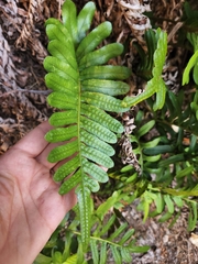 Polypodium scouleri