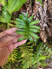 Polypodium scouleri