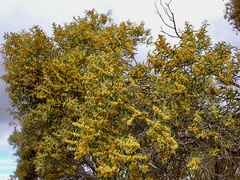 Acacia melvillei