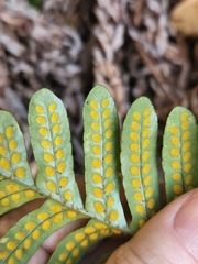 Polypodium scouleri