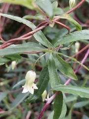 Billardiera mutabilis