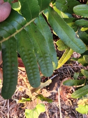 Polypodium scouleri