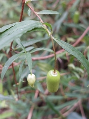 Billardiera mutabilis