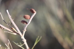 Grevillea eriostachya