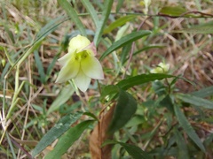 Billardiera mutabilis