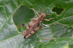 Xenocatantops brachycerus