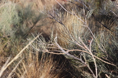 Grevillea eriostachya