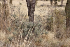 Grevillea eriostachya