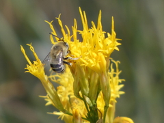 Anthophora urbana