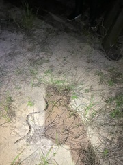 Rhinocheilus lecontei