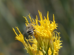 Anthophora urbana