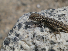 Sceloporus graciosus