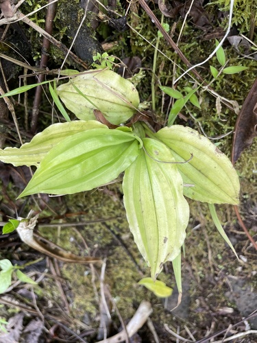 Crepidium resupinatum observed 2022-09-07