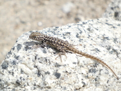Sceloporus graciosus
