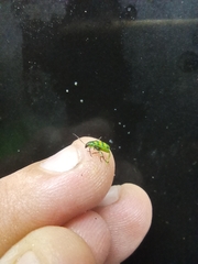 Diabroticina