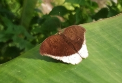 Tanaecia lepidea