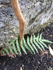 Pteris vittata