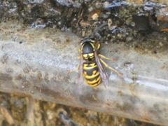 Vespula acadica