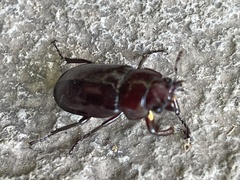 Prismognathus dauricus