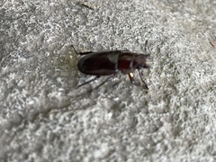 Prismognathus dauricus