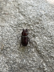 Prismognathus dauricus