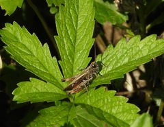 Omocestus rufipes