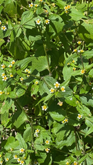 Galinsoga quadriradiata