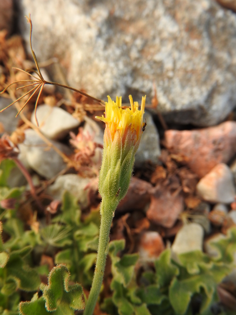 Greek Hawkbit